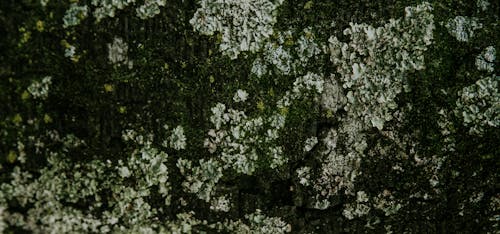 テクスチャ, 壁, 緑色の背景の無料の写真素材