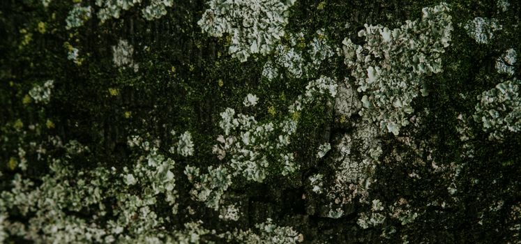 Close-up image showing the intricate texture of moss and lichen on a tree bark surface.