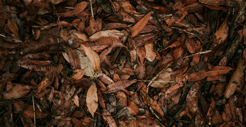 Close-Up Shot of Dried Leaves on the Ground