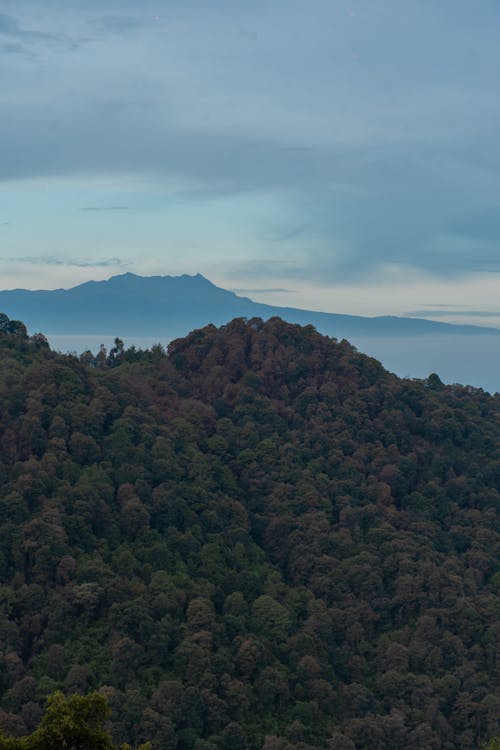 Aerial Photography of Trees on Mountain under the Sky