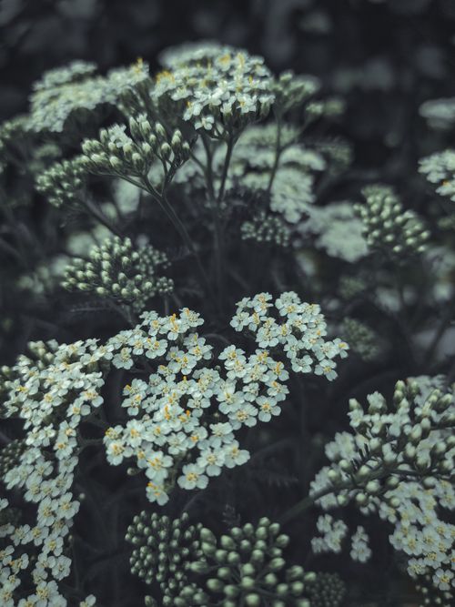Free A serene close-up of blooming white yarrow flowers in Khabarovsk, Russia. Stock Photo