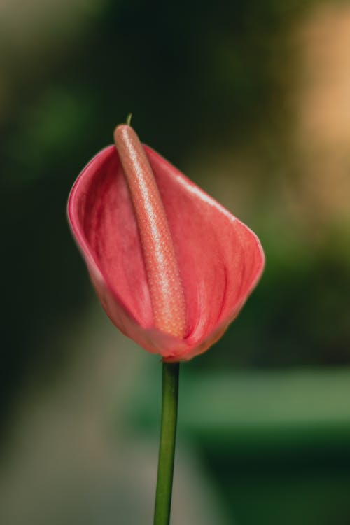 Fotobanka s bezplatnými fotkami na tému anthurium, flóra, laceleaf