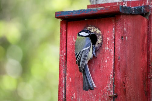 Free Green and Gray Bird on Red Wooden Bird House Stock Photo