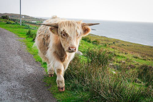 Highland Cow in Close Up Shot