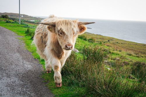 Free Majestic highland cow walking along the Scottish coast, showcasing its long hair and horns. Stock Photo