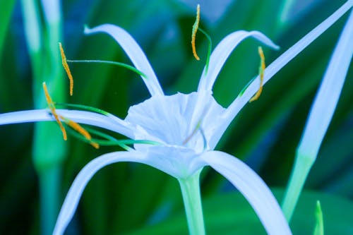 Spider lily flower