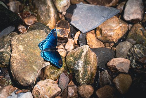 Free Close-up of a bright blue butterfly perched on glistening wet rocks in a natural setting. Stock Photo