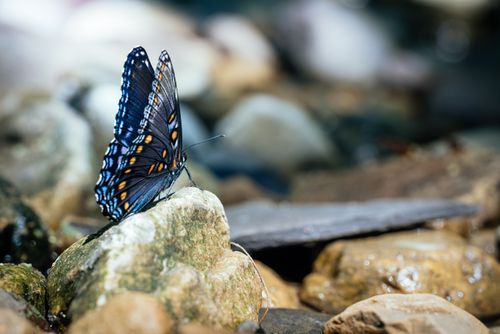 Free Close-up of a blue butterfly perched on rocks with a blurred background. Stock Photo