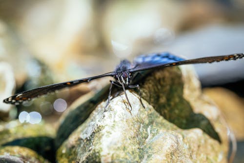 Foto profissional grátis de borboleta, fechar-se, fotografia de insetos