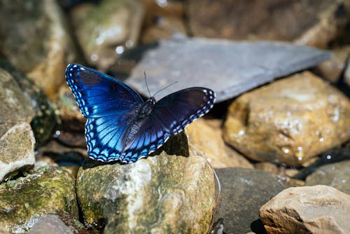 Blue Butterfly in Close Up Shot