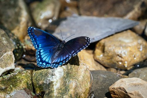 Free Close-up of a vibrant blue butterfly resting on rocky terrain, showcasing its detailed wings. Stock Photo