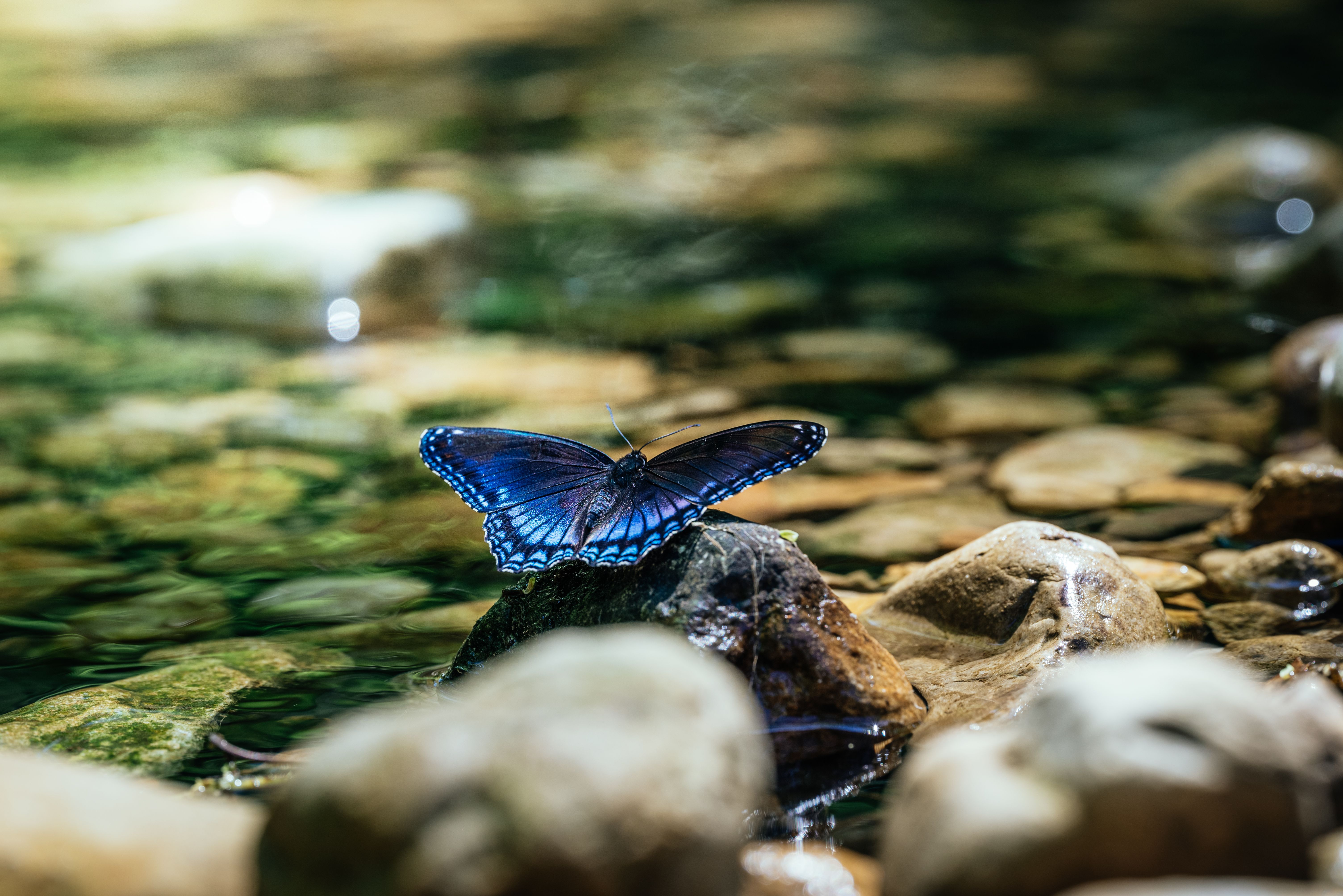 A Butterfly Perched on the Rocky River · Free Stock Photo