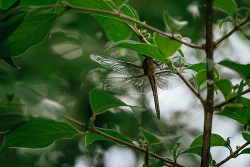 免费 微距攝影, 昆蟲, 棲息 的 免费素材图片 素材图片