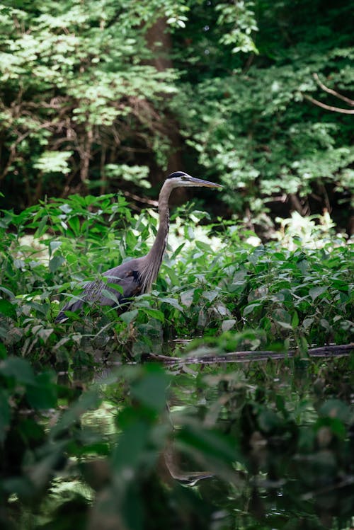 免費 佛羅里達大沼澤地, 動物, 原本 的 免費圖庫相片 圖庫相片