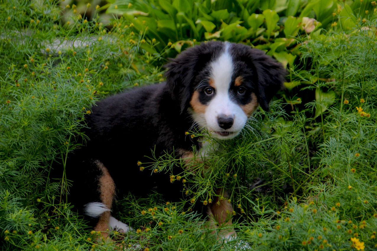 Bernedoodle Size Chart Growth Stages & Adult Height