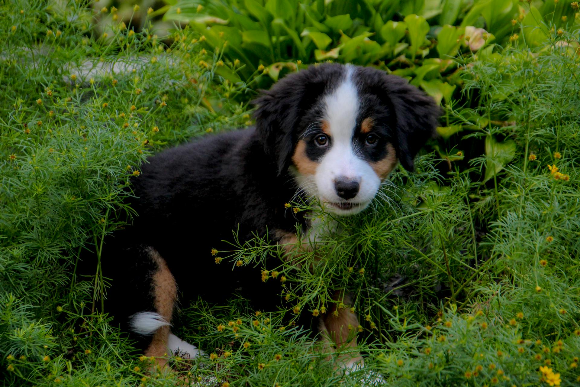 Close-Up Photograph of a Bernese Mountain Dog Puppy