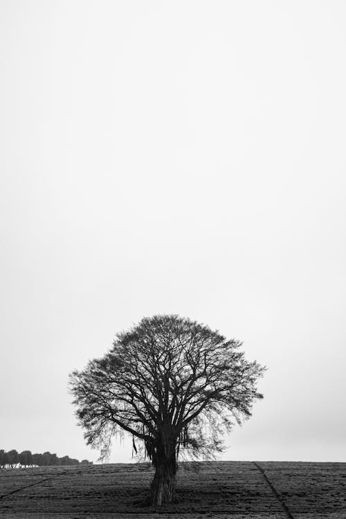 Grayscale Photo of a Tree on Grass Field