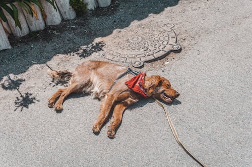 Gratis lagerfoto af brun hund, dyr, dyrefotografering