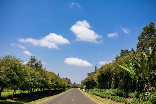 Gray Concrete Road Between Green Trees Under Blue Sky and White Clouds