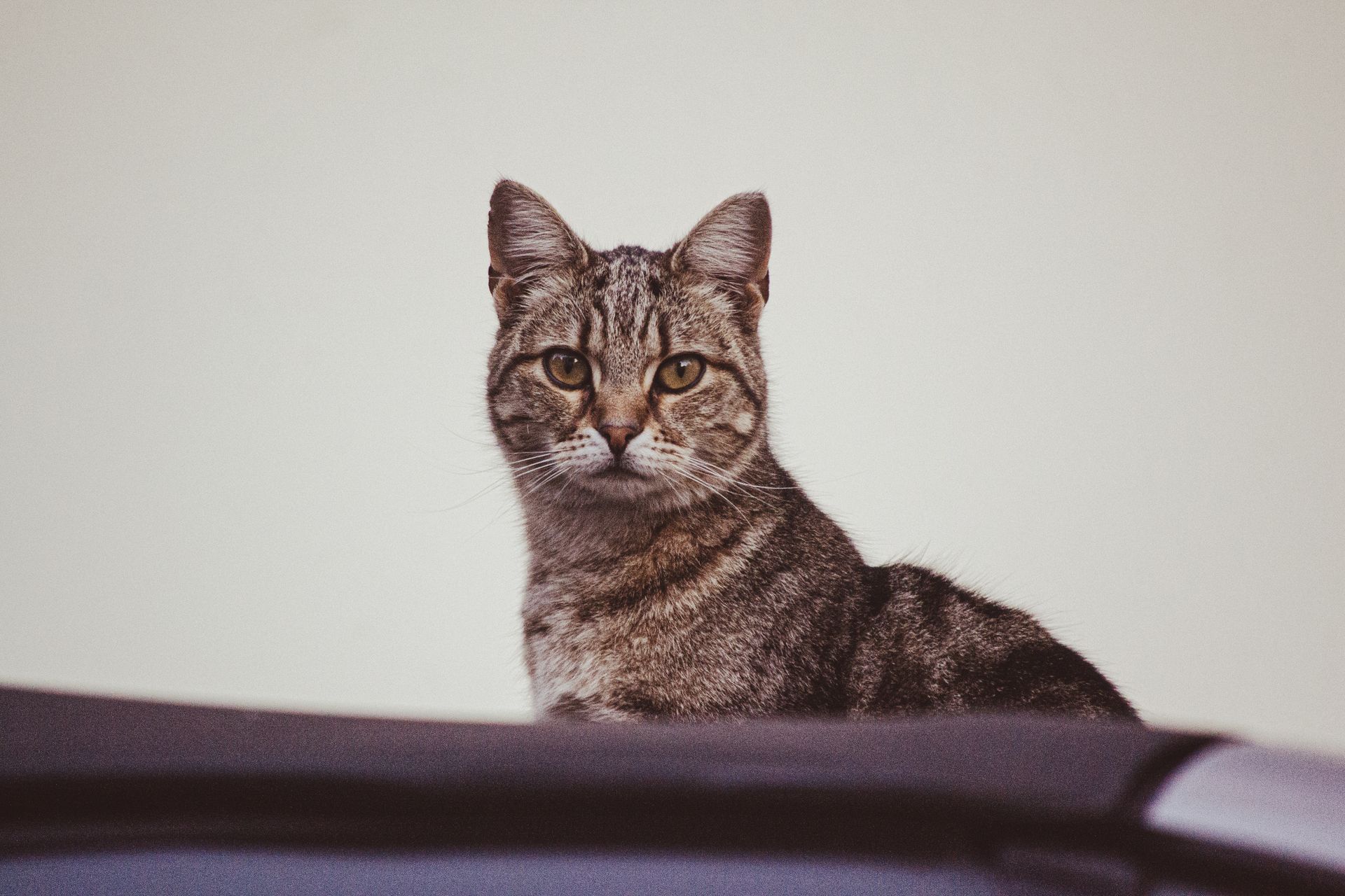 A curious tabby cat with striking eyes peering outdoors in Kavala, Greece.