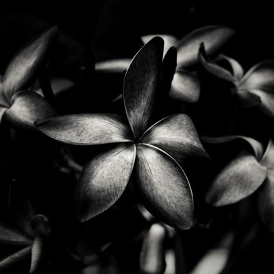 Late Bloom cover art — photo by Takeshi Arai on Pexels