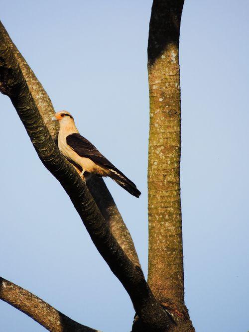 Free A Yellow-headed Caracara (Milvago chimachima) perched on a tree in São José dos Campos. Stock Photo