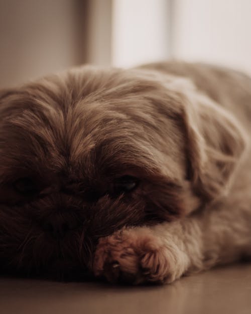 Gratis lagerfoto af brun hund, dyrefotografering, gulv Lagerfoto
