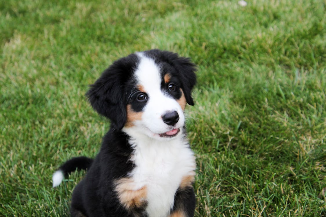 Free Cute Dog on Green Grass Stock Photo