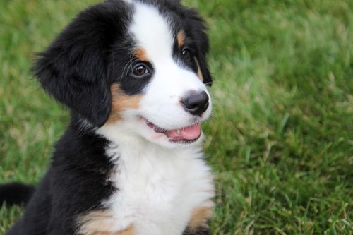 Free A cute Bernese Mountain Dog puppy sitting happily on green grass outdoors. Stock Photo