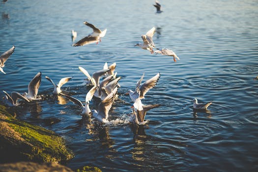Flock of Birds Flying and Diving over Water during Daytime
