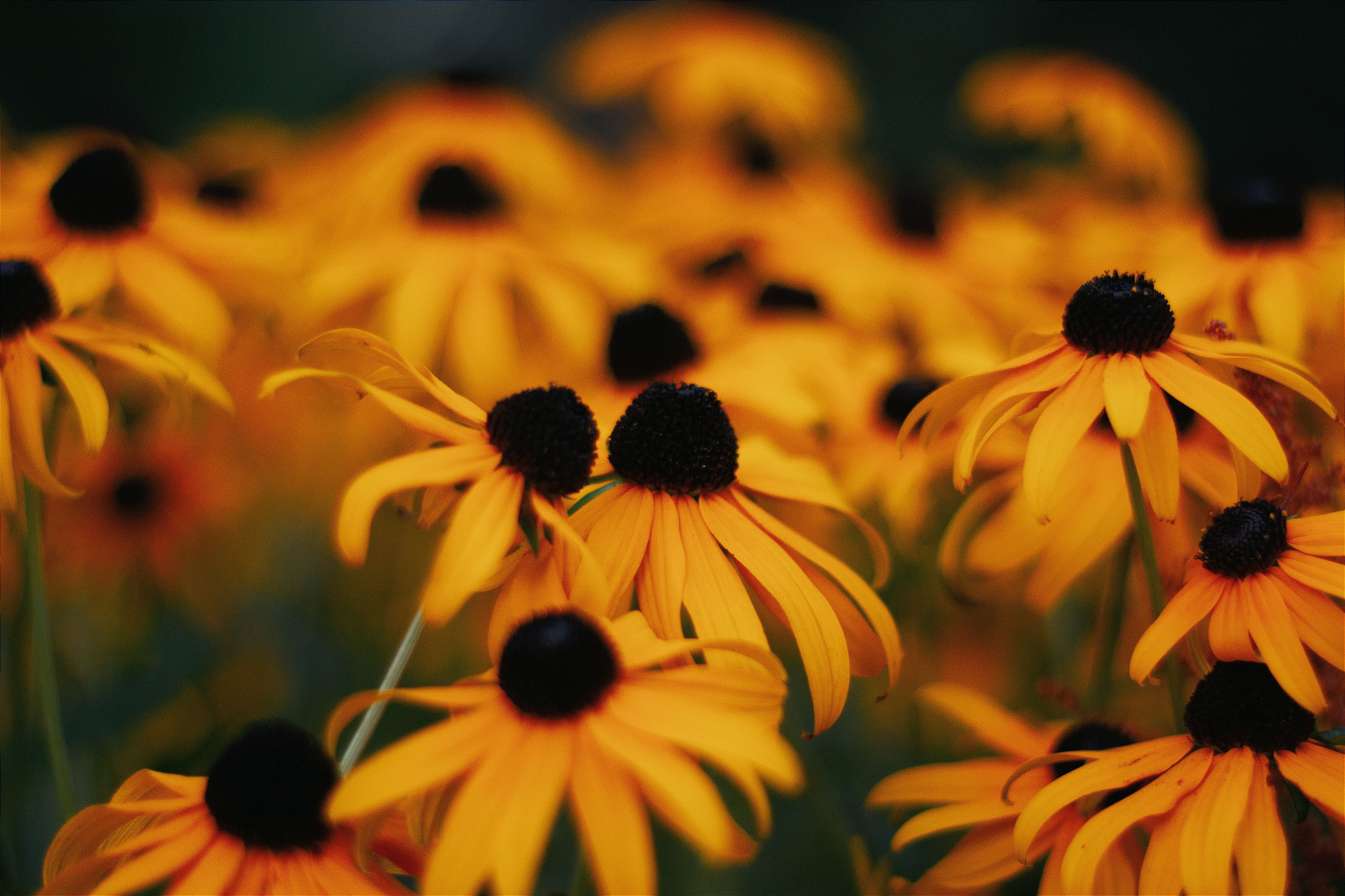 2. Black-eyed Susan (Rudbeckia hirta)