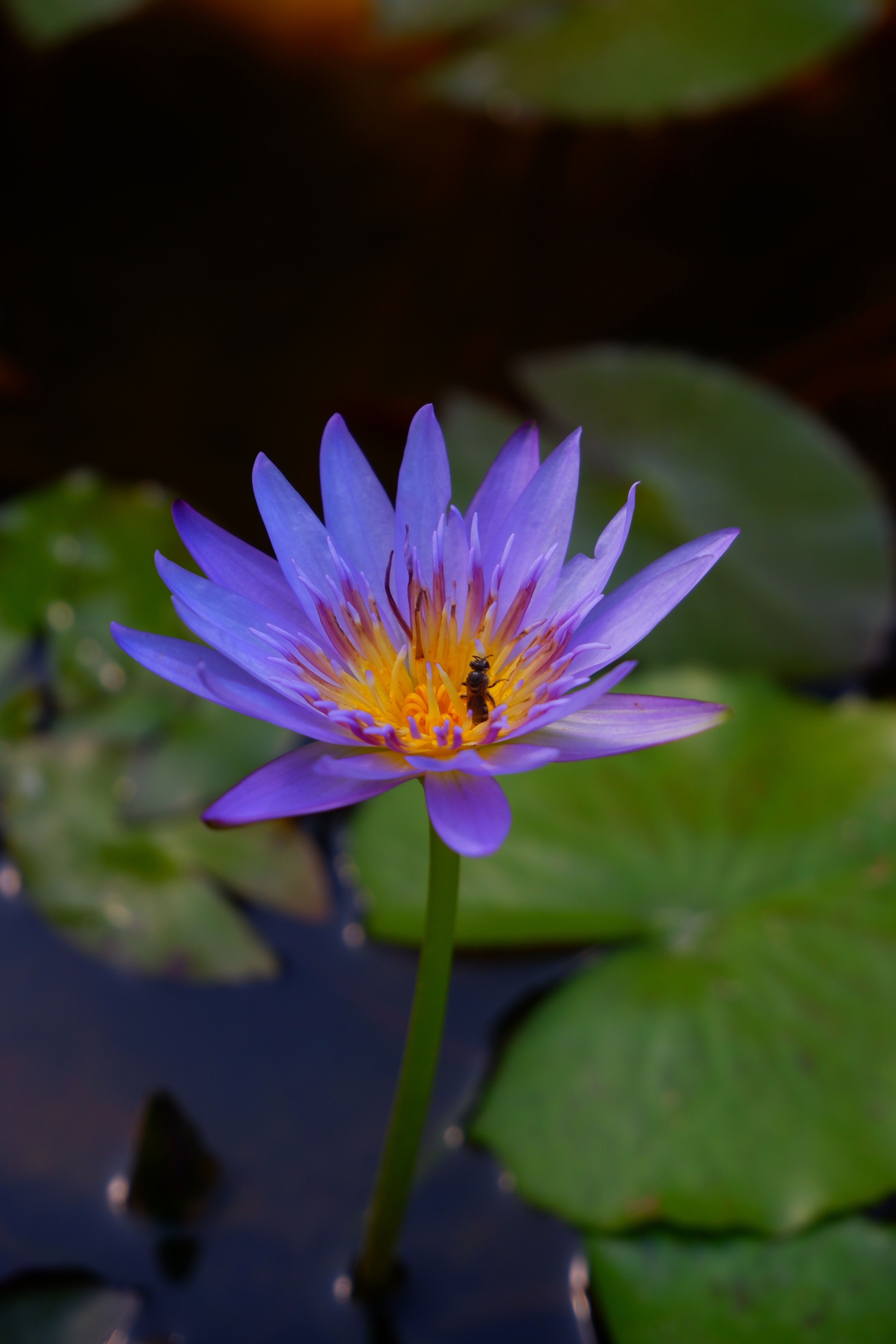 Sacramento Bee Photos Download Free Sacramento Bee Stock Photos HD