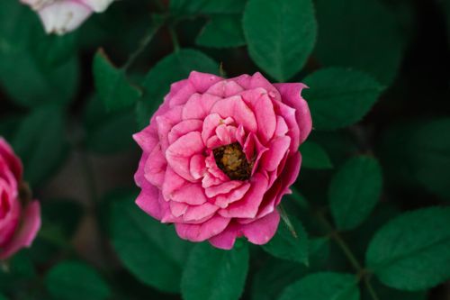 Free Close-up of a vibrant pink rose in full bloom, showcasing its lush petals in a garden setting. Stock Photo