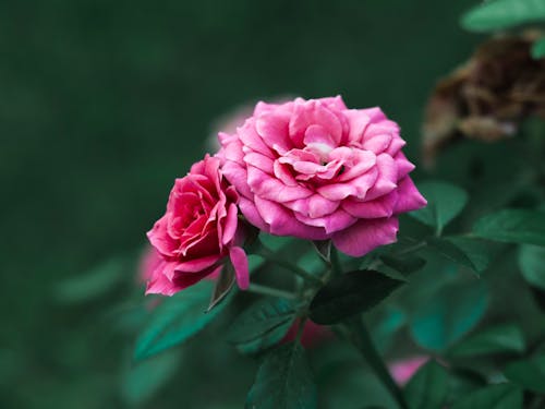 Free Beautiful Pink Roses in Bloom Stock Photo