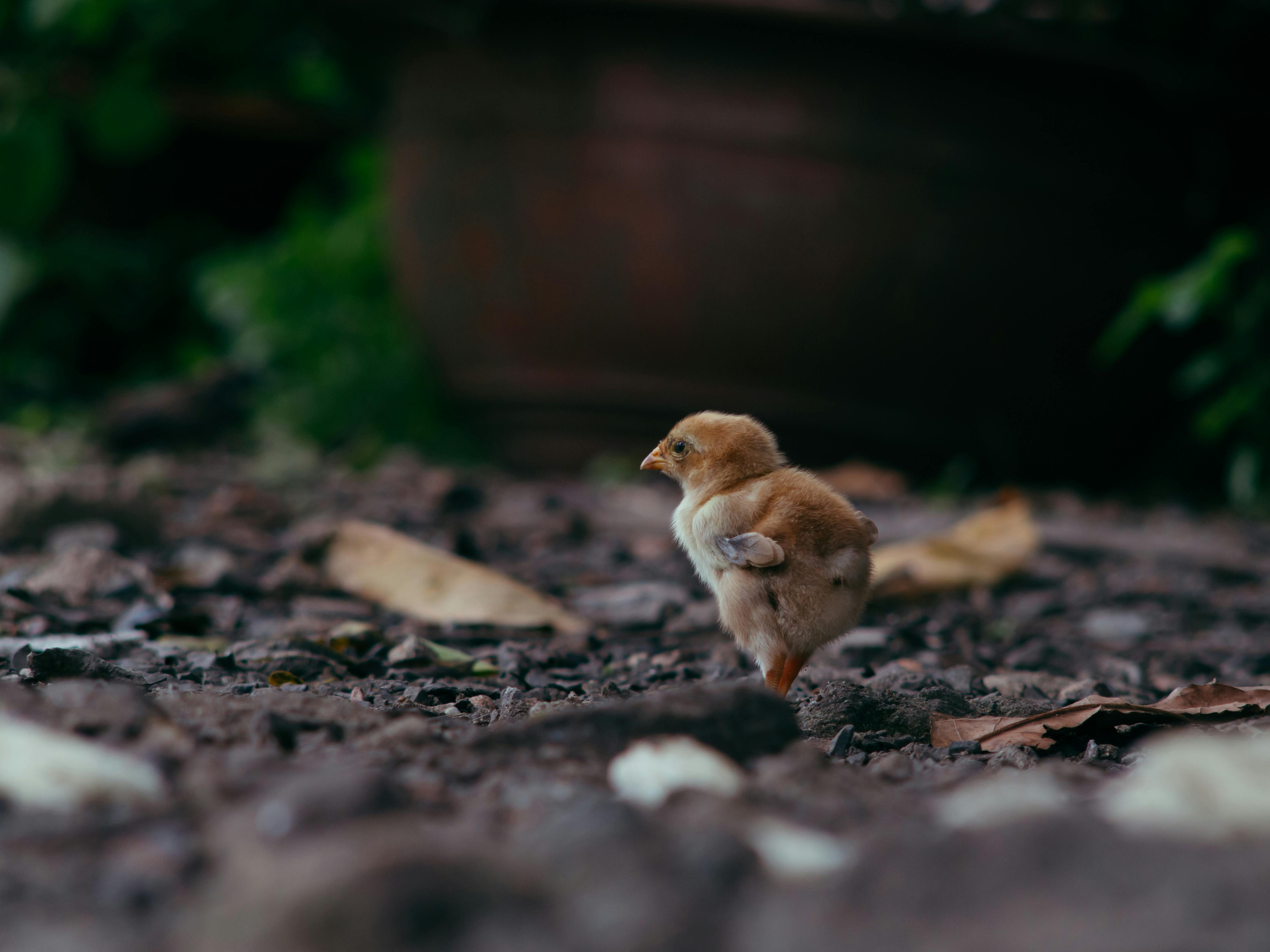 close up shot of a brown chick on the ground