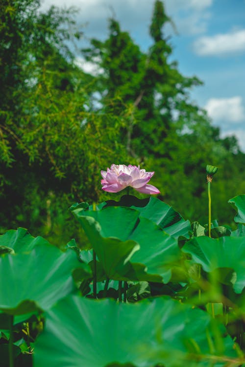 Základová fotografie zdarma na téma flóra, kvést, květ