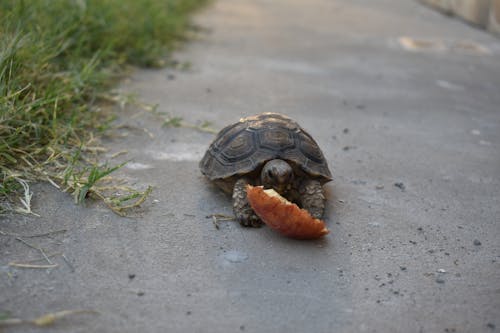 Ingyenes stockfotó evés, manzana, teknősök témában