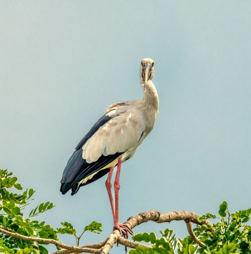 Free Capture of an Asian Openbill Stork standing gracefully on a tree branch against a clear sky. Stock Photo