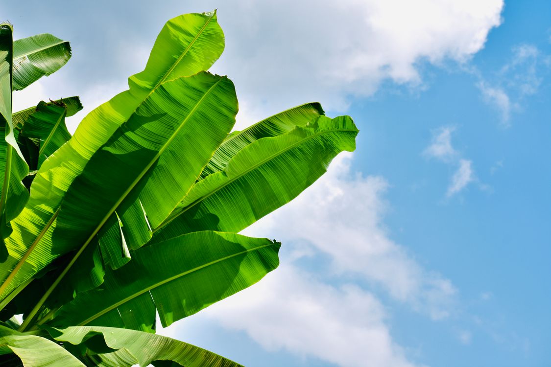 Green Banana Leaves Under Blue Sky and White Clouds · Free Stock Photo