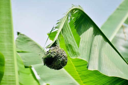 Grass Nest Hanging on Leaf