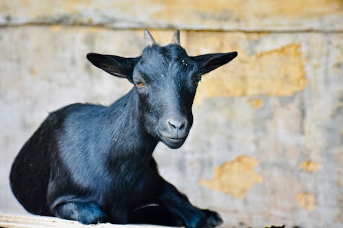 amerikan cüce, borazanlar, bovidae içeren Ücretsiz stok fotoğraf