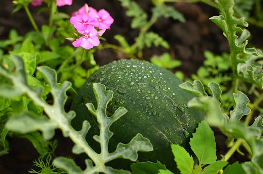Close-up of a fresh watermelon with raindrops in a garden surrounded by foliage and pink flowers.