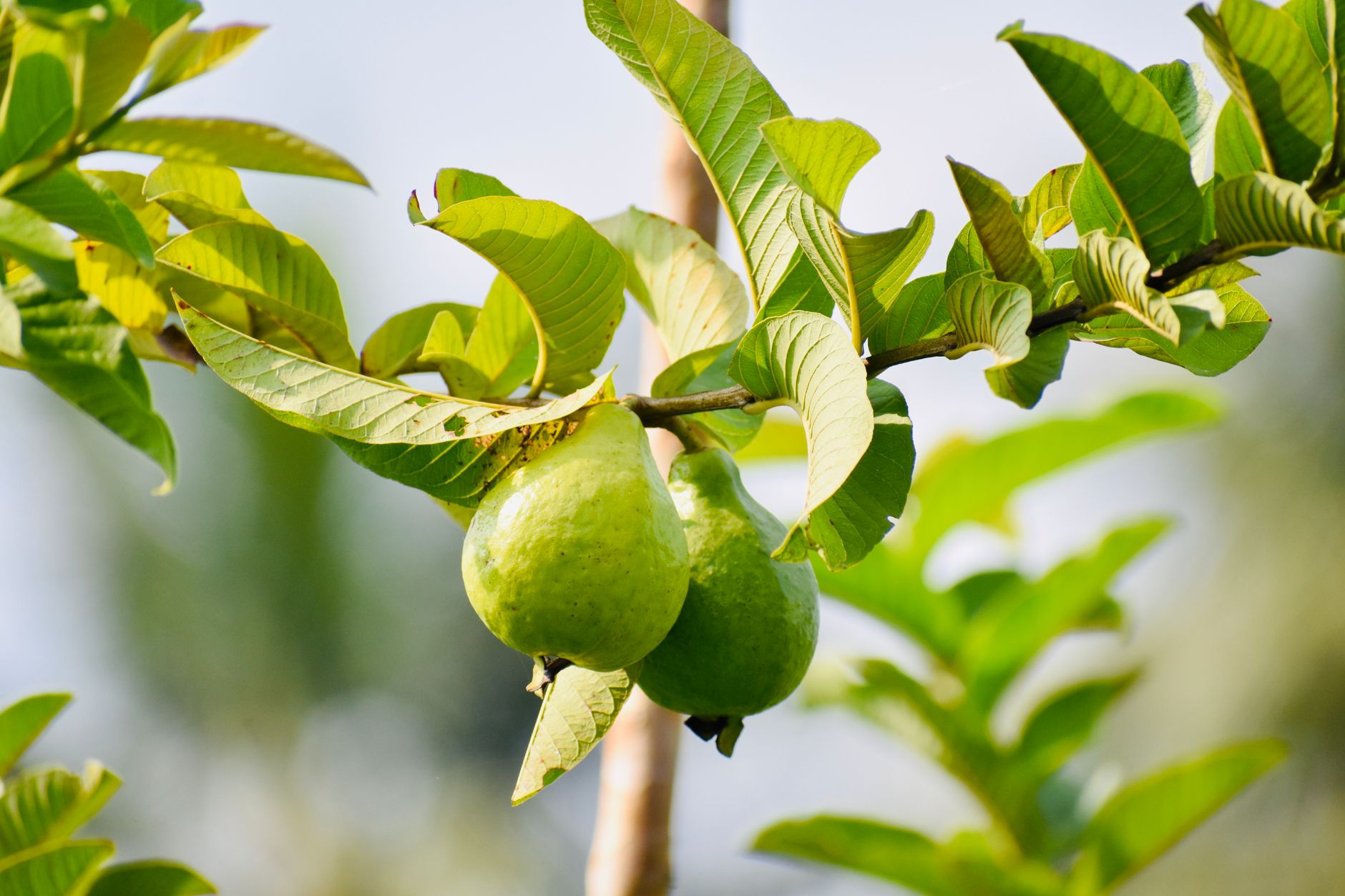 Vibrant green guavas hanging from a branch, surrounded by lush leaves in natural sunlight.