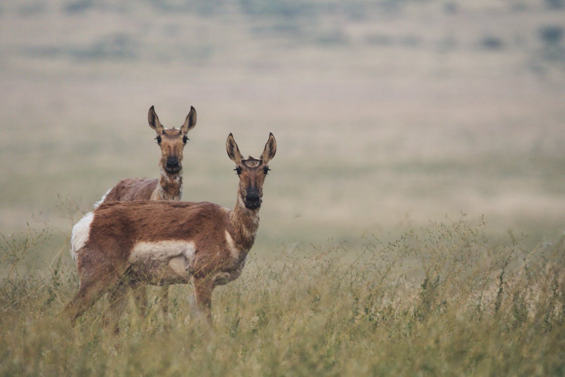 Two Deers on Green Grass Field