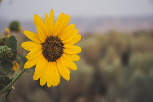 免費 向日葵的淺焦點攝影 圖庫相片