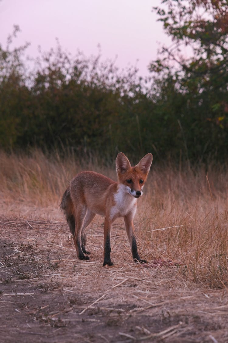 Brown Fox On Brown Grass Field