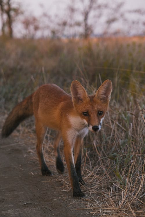 Foto stok gratis binatang buas, canidae, fotografi binatang