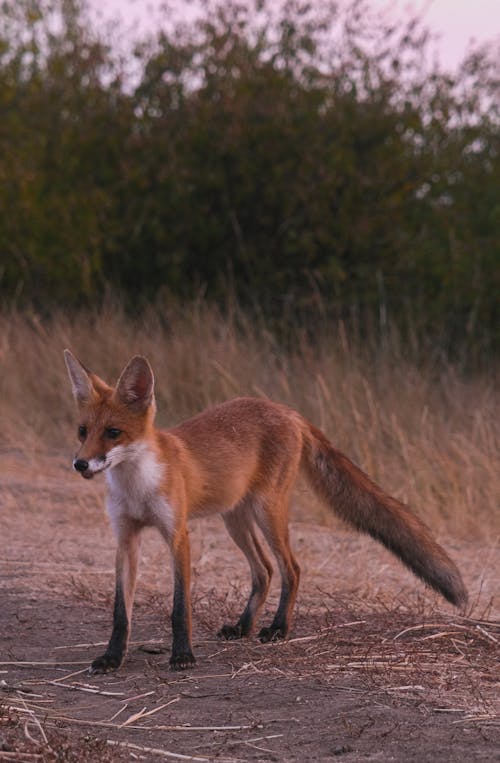 Photo of a Red Fox