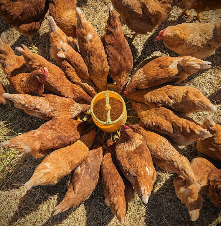 Brown Chickens Eating Feeds