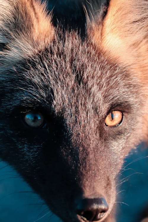 Close-Up Shot of a Fox 